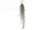 Tillandsia usneoides